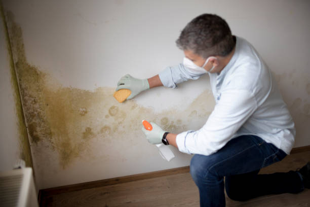 Best Post-Construction Mold Inspection  in New Castle, IN
