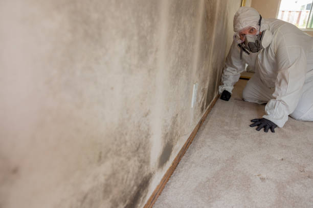 Best Black Mold Removal  in New Castle, IN